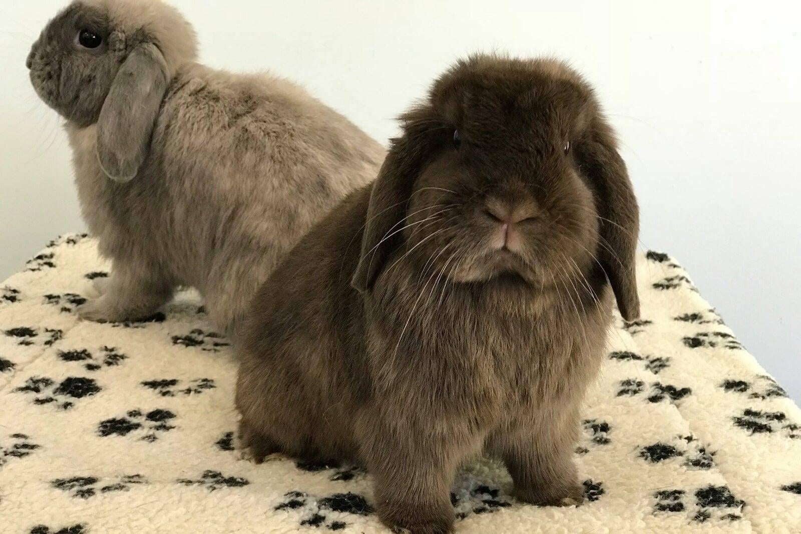 Learn - The Rabbit Sanctuary