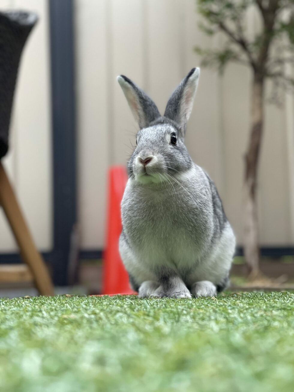 Charlie's first foster rabbit 