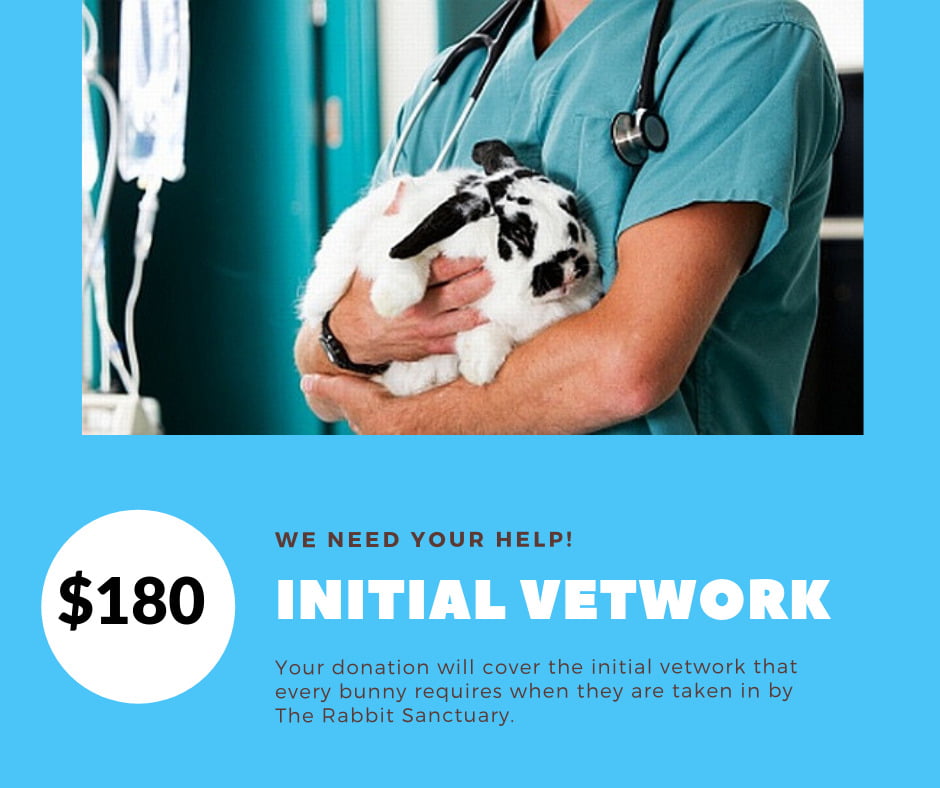 Donate to Rabbit Rescue
