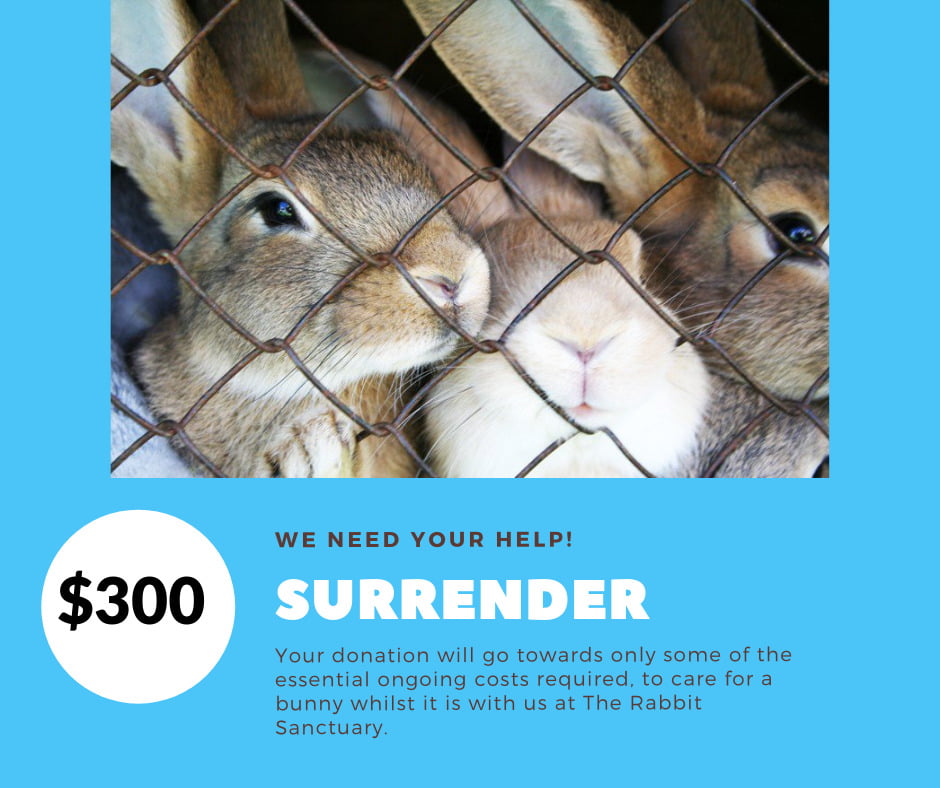 Where Can I Donate My Pet Rabbit
