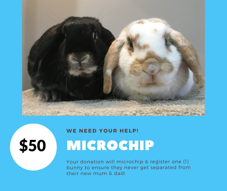Donate to Rabbit Rescue