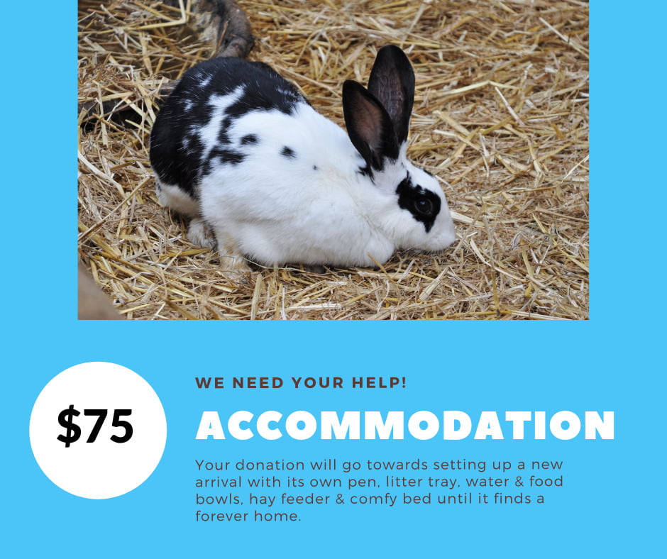 Donate to Rabbit Rescue