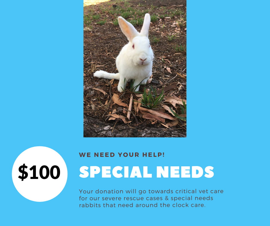 Donate to Rabbit Rescue