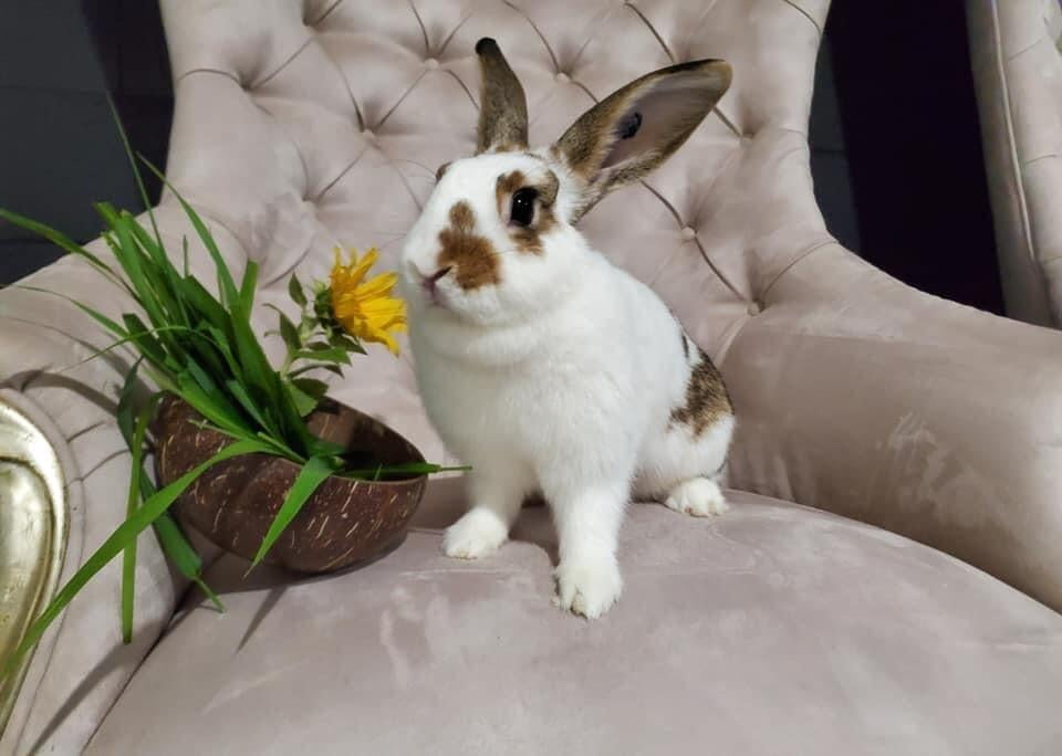 House rabbits need grass. Hand pick lawn grasses.