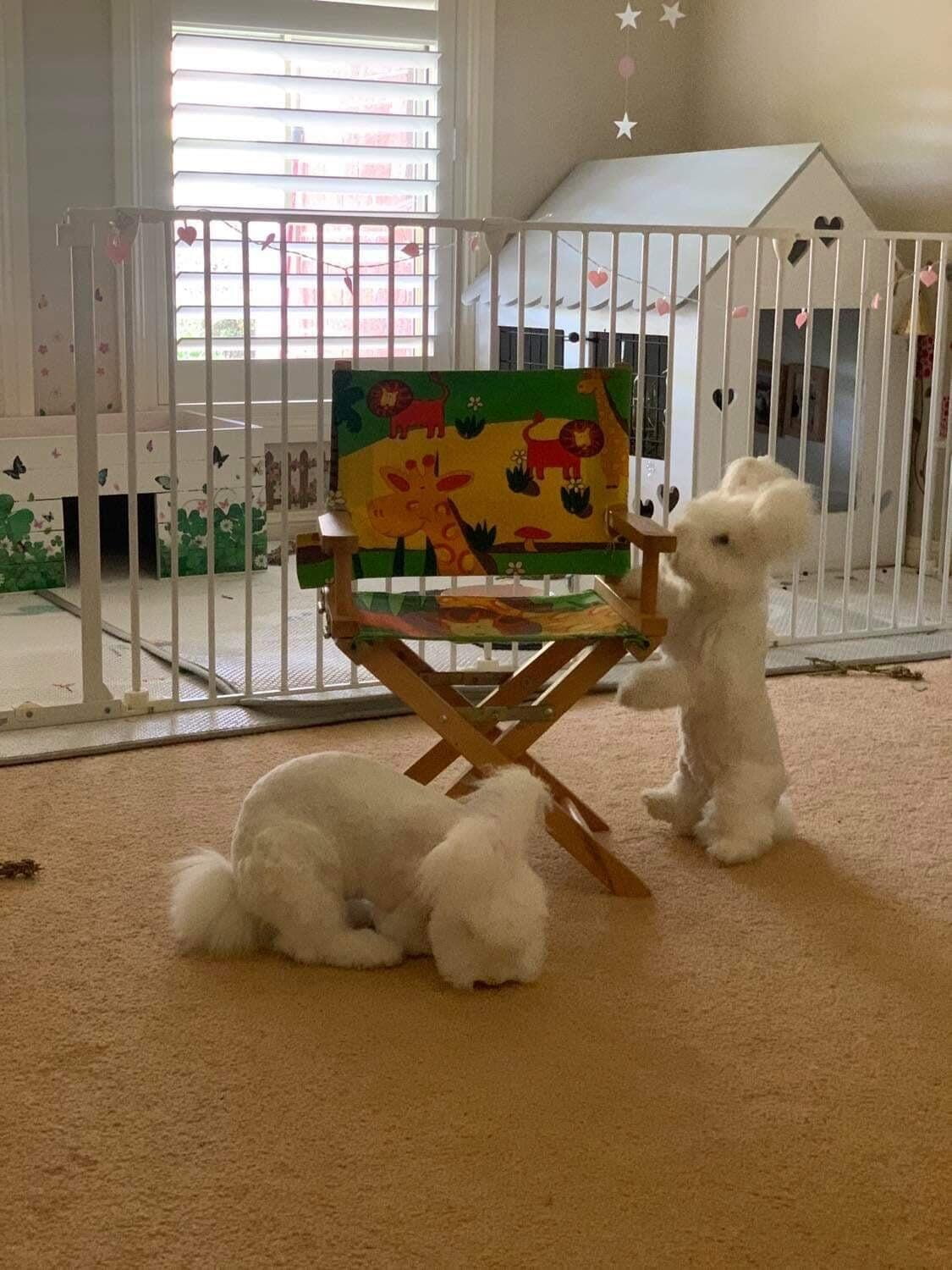 Daisy the move star bunny checking out her director's chair with her friend Lucy.