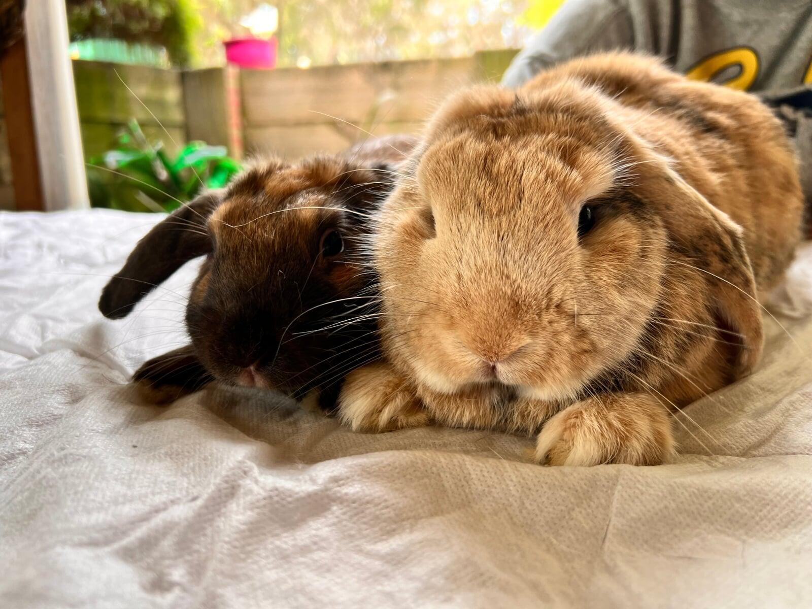 Bunny Rabbit Bonding