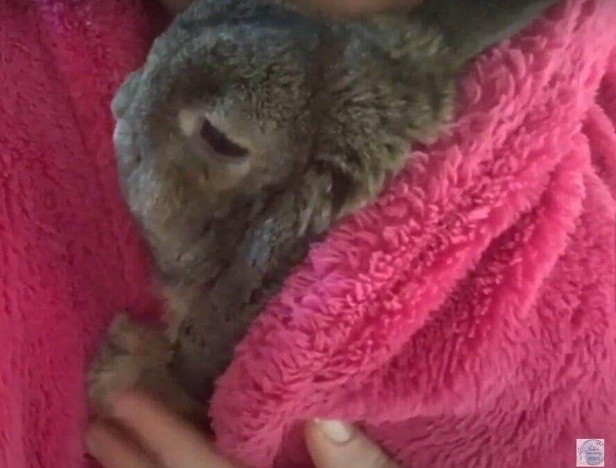 Snuggle Coat for Biting Rabbits
