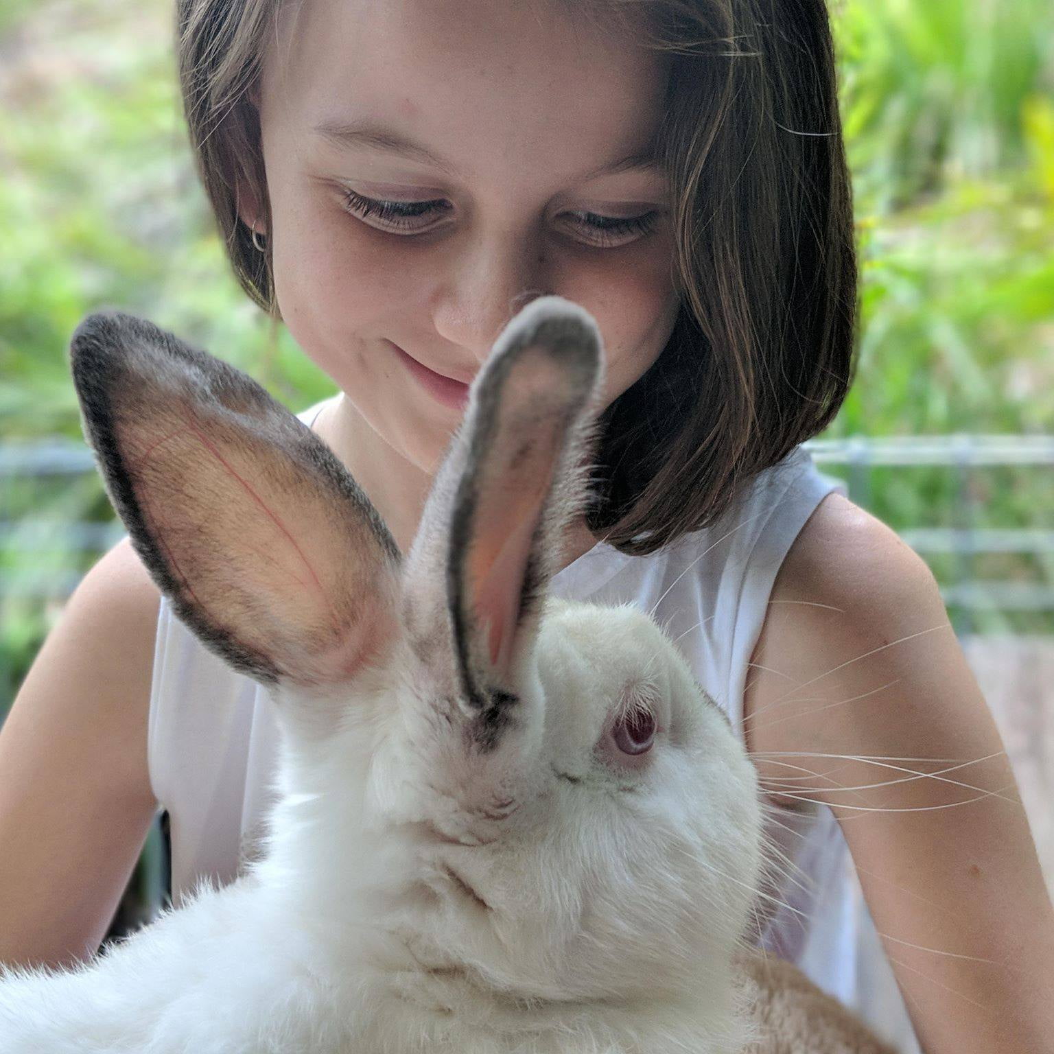 best soft food for dogs after dental surgery