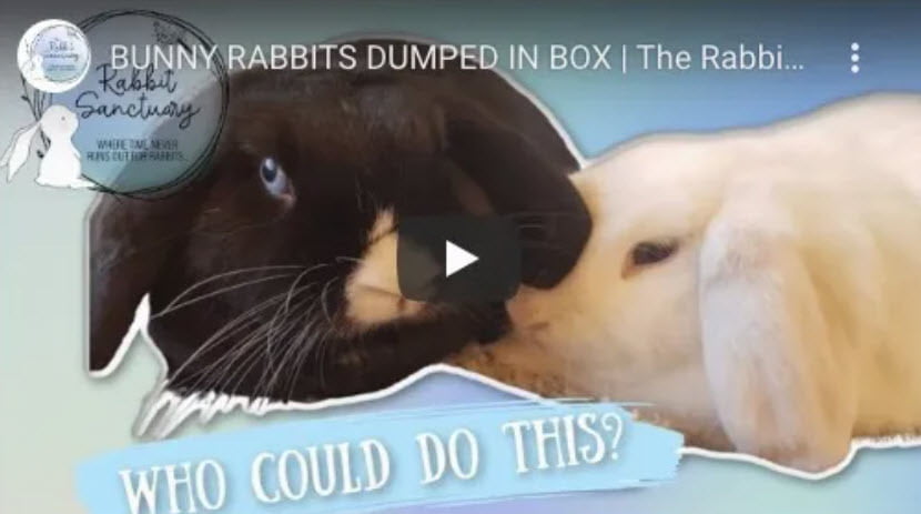 Bunnies Left to Die in Box
