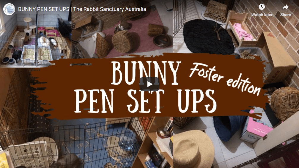 Indoor Bunny Setups