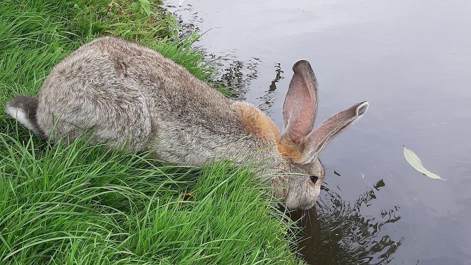 Water intake in rabbits - by Dr. Izidora Sladakovic