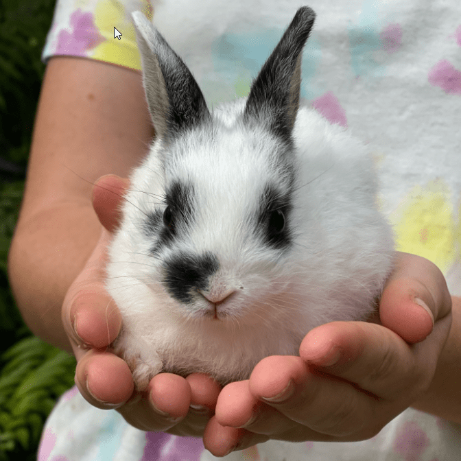 What Does Rabbit Adoption Include?